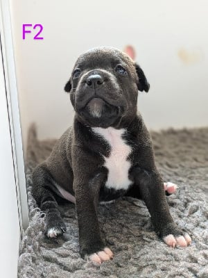Les chiots de Staffordshire Bull Terrier