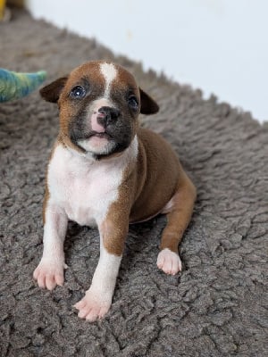 Les chiots de Staffordshire Bull Terrier