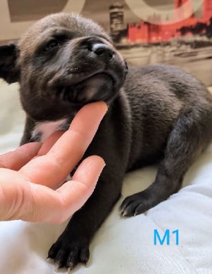 Les chiots de Staffordshire Bull Terrier