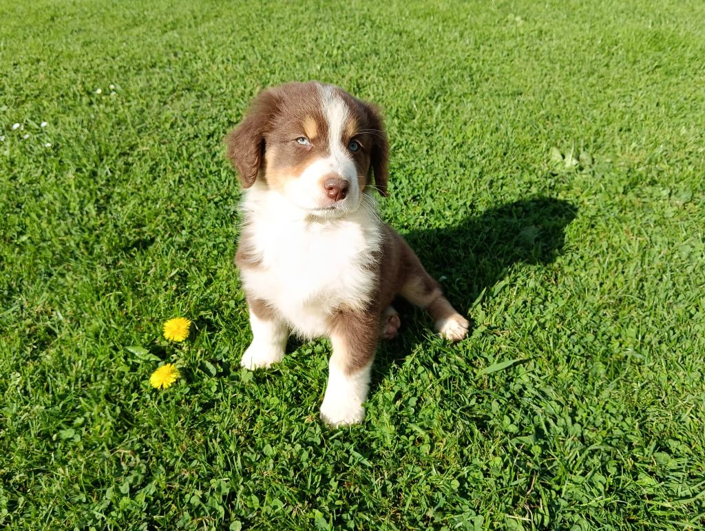 CHIOT - Berger Australien