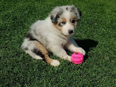 Les chiots de Berger Australien