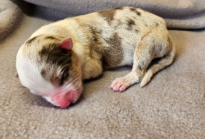 Les chiots de Berger Australien