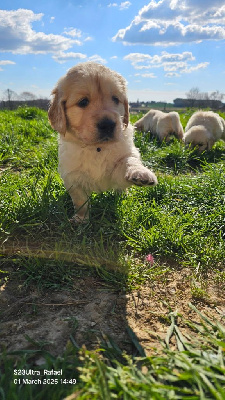 Les chiots de Golden Retriever