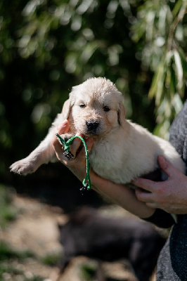 Les chiots de Golden Retriever