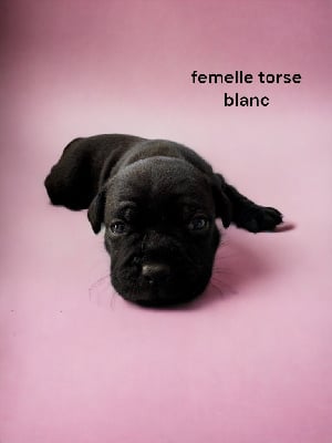 CHIOT 7 - Staffordshire Bull Terrier