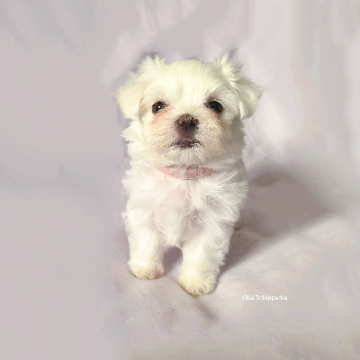 Les chiots de Bichon maltais
