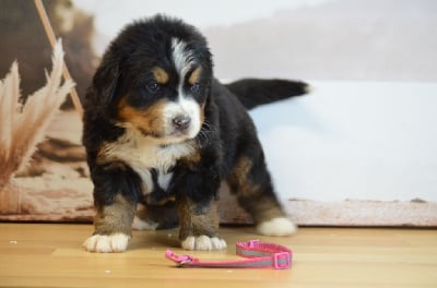 Les chiots de Bouvier Bernois
