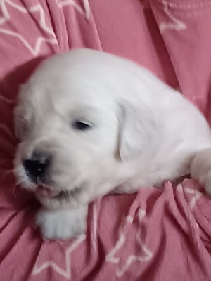 Les chiots de Golden Retriever