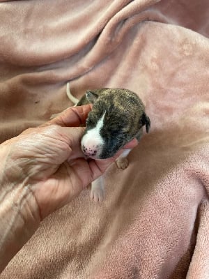 Les chiots de Whippet