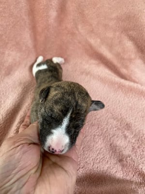 Les chiots de Whippet
