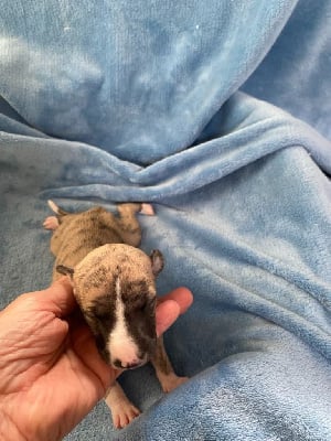 Les chiots de Whippet