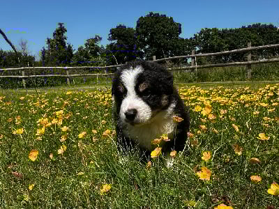 Les chiots de Berger Australien