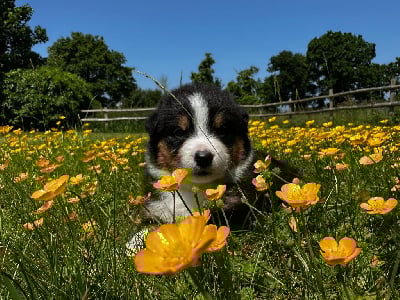 Les chiots de Berger Australien