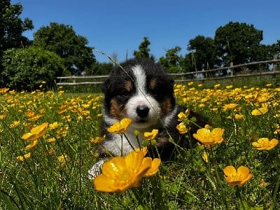 Berger Australien