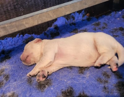 Les chiots de Golden Retriever