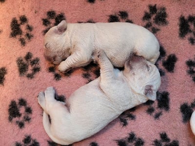 Les chiots de Golden Retriever