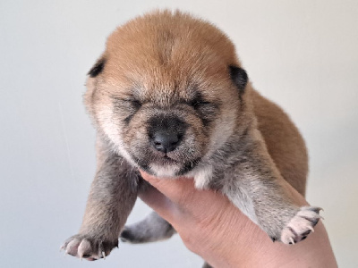 Les chiots de Shiba