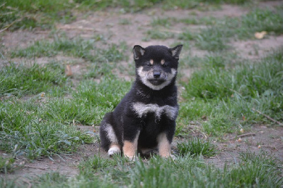 Les chiots de Shiba