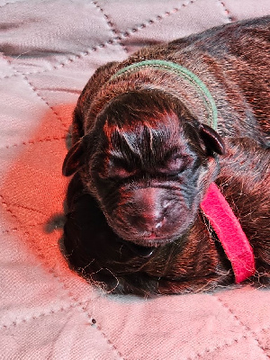Les chiots de Leonberger