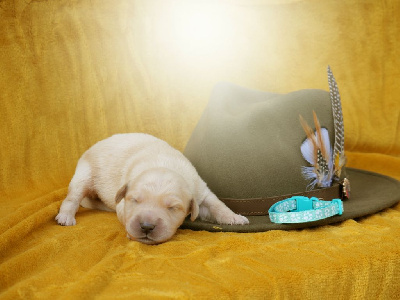 Les chiots de Golden Retriever