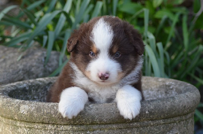 Les chiots de Berger Américain Miniature