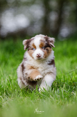 Les chiots de Berger Américain Miniature