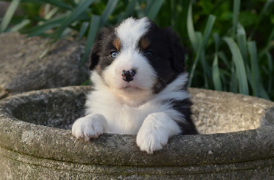 Les chiots de Berger Américain Miniature