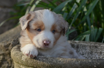 Les chiots de Berger Américain Miniature