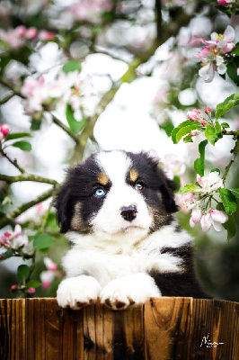 Les chiots de Berger Américain Miniature