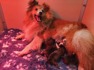 Les chiots de Shetland Sheepdog