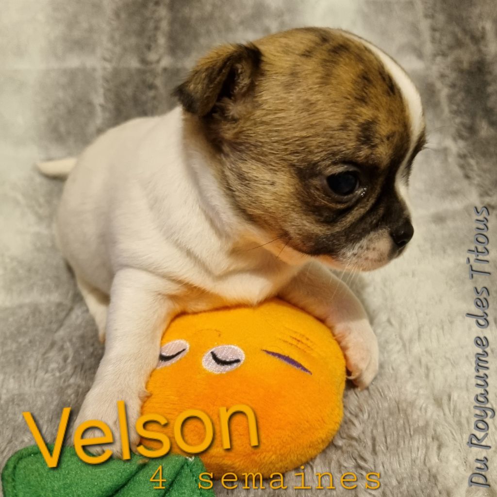 Velson - Chihuahua