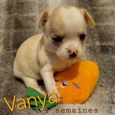 Vanya - Chihuahua
