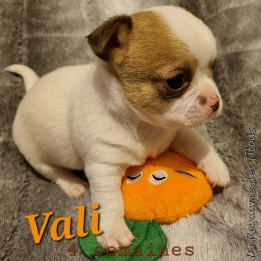 Vali - Chihuahua