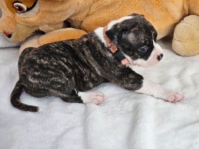 CHIOT 6 - American Staffordshire Terrier