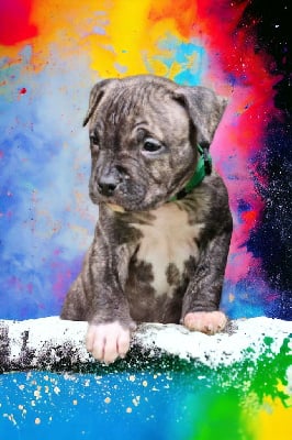 CHIOT 3 - American Staffordshire Terrier