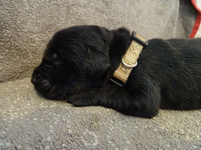Les chiots de Terre-neuve