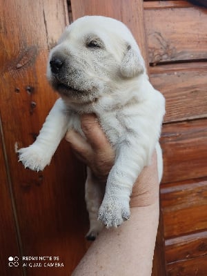 Les chiots de Golden Retriever