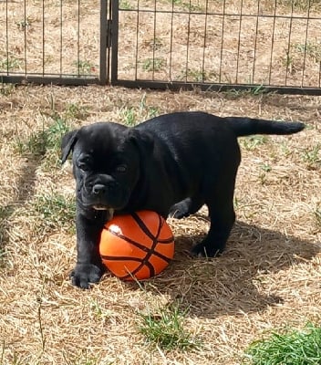 Les chiots de Bulldog continental