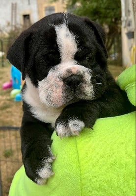 Les chiots de Bulldog continental