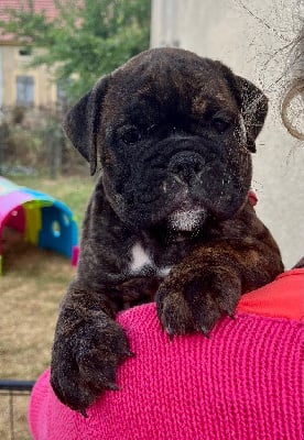 Les chiots de Bulldog continental