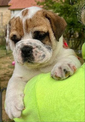 Les chiots de Bulldog continental