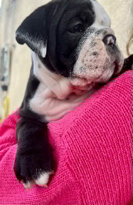 Les chiots de Bulldog continental