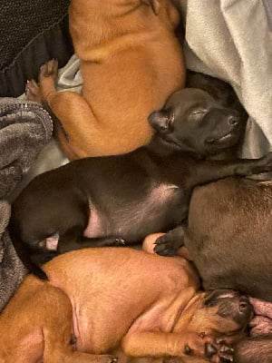 Les chiots de Petit Levrier Italien