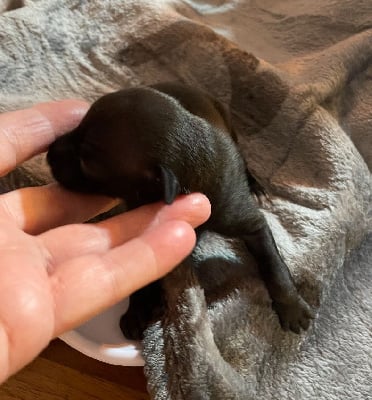 Les chiots de Petit Levrier Italien