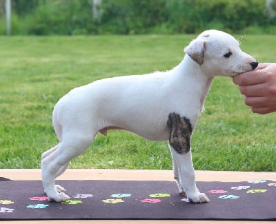 Les chiots de Whippet