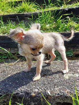 CHIOT 2 - Chihuahua
