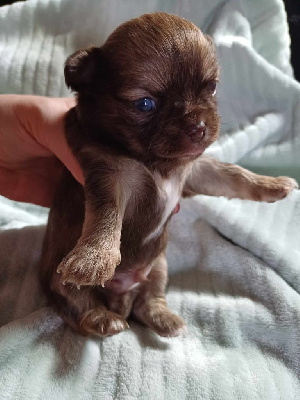 Les chiots de Chihuahua