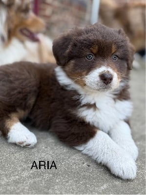 Les chiots de Berger Australien