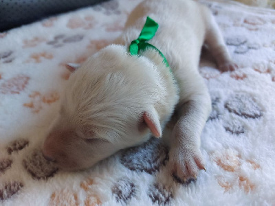 Les chiots de Berger Blanc Suisse