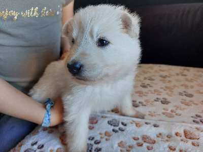 Les chiots de Berger Blanc Suisse